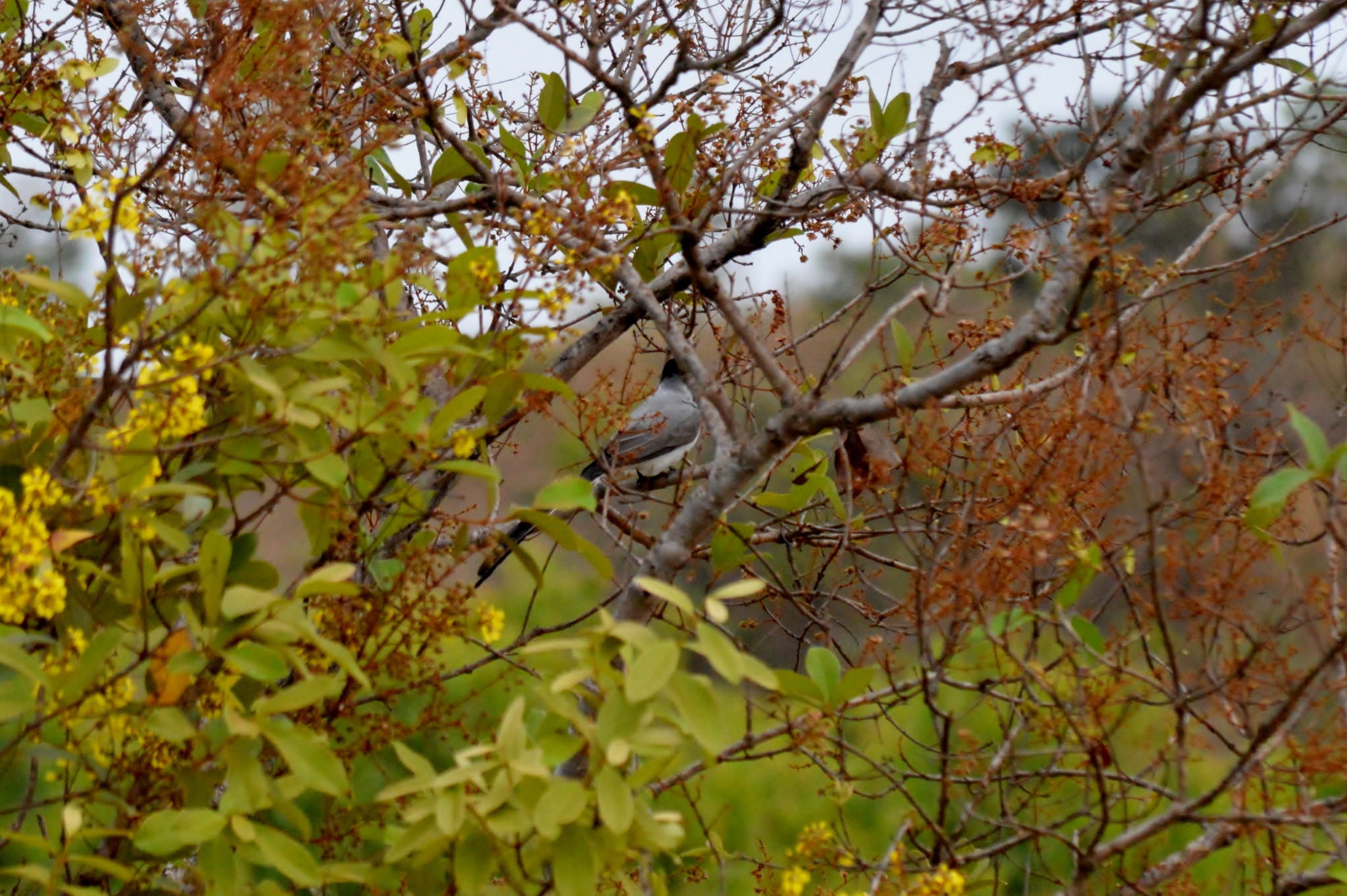 Tyrannus savana savana