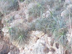 Agave schidigera