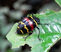 Erotylus buckleyi