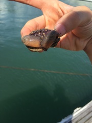 Myomenippe hardwickii