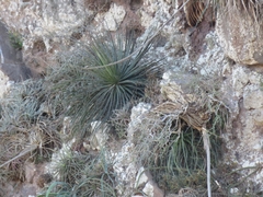 Agave schidigera