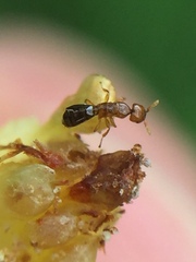 Pseudidarnes minerva