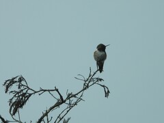 Selasphorus flammula