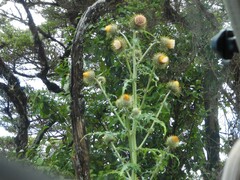 Cirsium subcoriaceum image