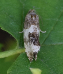 Pseudosciaphila duplex