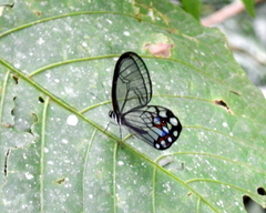 Pseudohaetera hypaesia