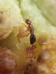 Pseudidarnes minerva