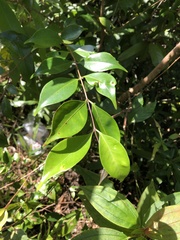 Decaspermum gracilentum