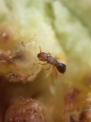 Pseudidarnes minerva