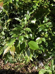 Decaspermum gracilentum