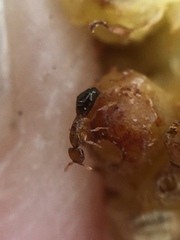 Pseudidarnes minerva