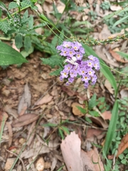 Thomisus spectabilis