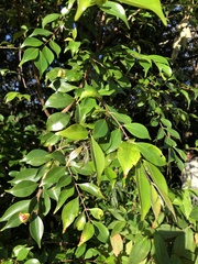 Decaspermum gracilentum