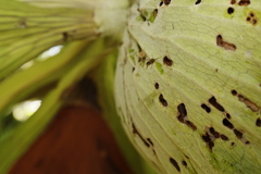 Lasioglossum peraustrale