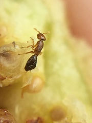 Pseudidarnes minerva