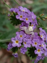 Thomisus spectabilis