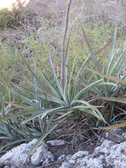Agave aktites