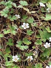 Geranium socolateum