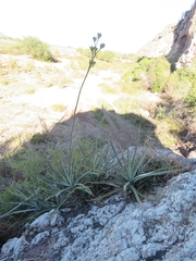 Agave aktites