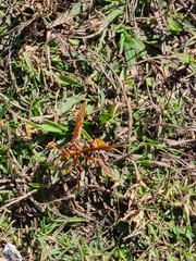 Polistes carnifex carnifex