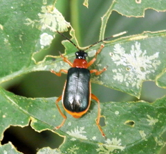 Paratriarius