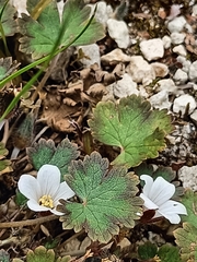 Geranium socolateum
