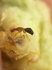 Pseudidarnes minerva