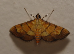 Orphanostigma abruptalis