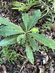 Ardisia kusukuensis
