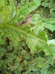 Phaulacridium marginale