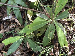 Ardisia kusukuensis