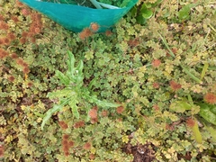 Phaulacridium marginale