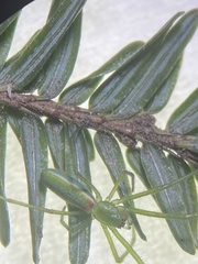 Tetragnatha viridis