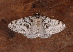 Phigalia denticulata