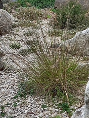 Australopyrum calcis optatum