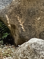 Australopyrum calcis optatum