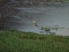 Calidris bairdii