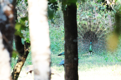 Pavo muticus