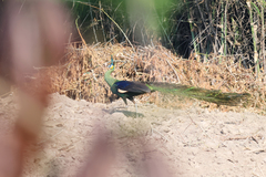 Pavo muticus
