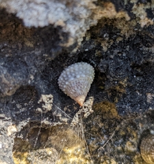 Cenchritis muricatus