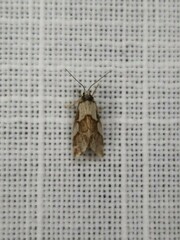 Philenora chionastis