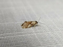 Philenora chionastis