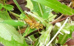 Polistes olivaceus