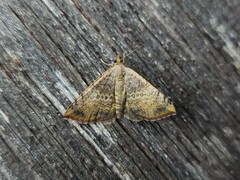 Chrysolarentia mecynata