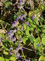 Salvia lasiocephala
