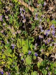 Salvia lasiocephala