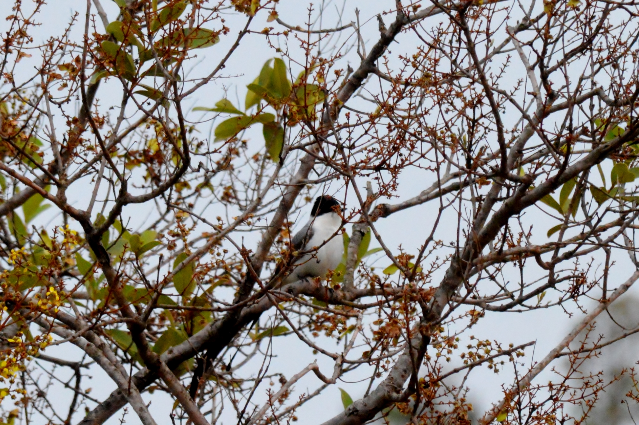 Tyrannus savana savana