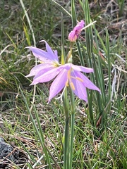 Olsynium douglasii