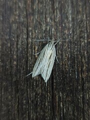 Leistarcha scitissimella