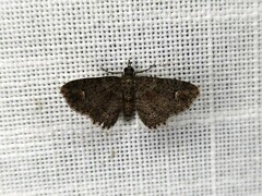 Pasiphilodes testulata